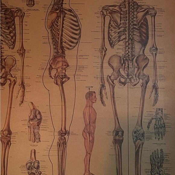 Custom Wall Hanging. Plumb line Skeletal System. - Picture 2 of 7